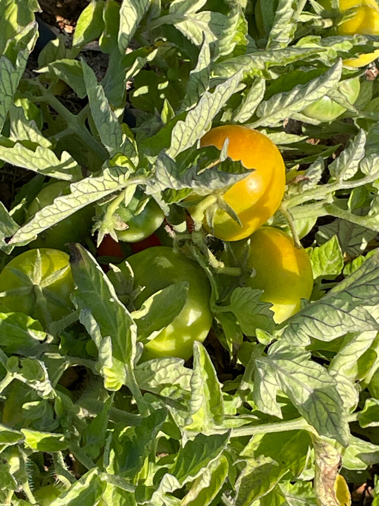 Organic Tomatoes  - 4
