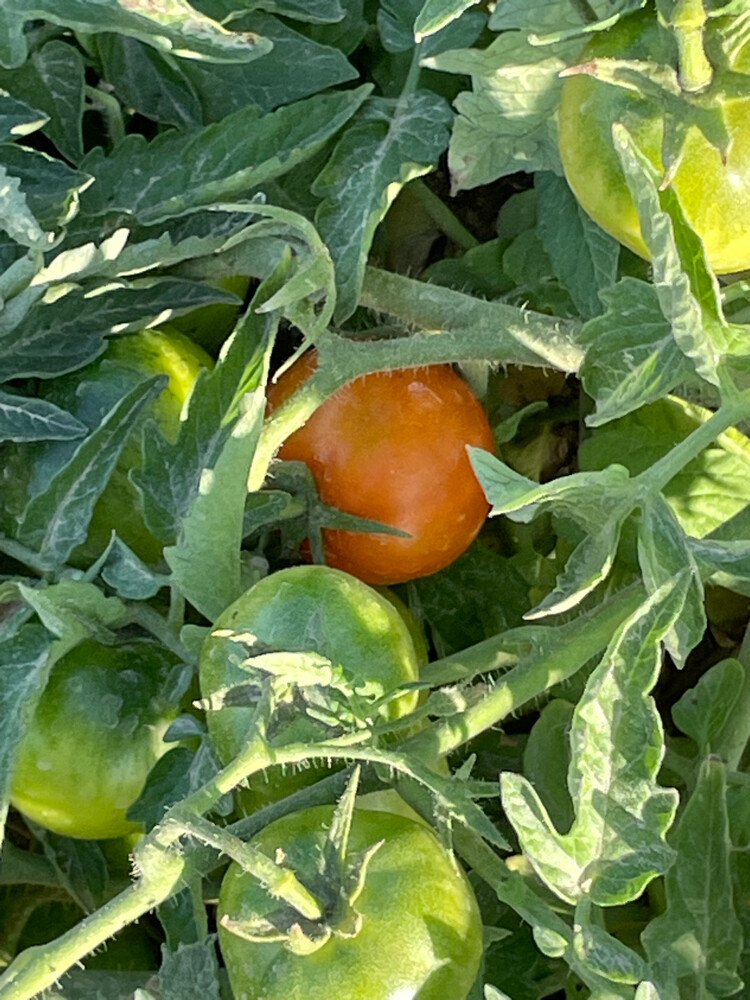 Organic Tomatoes  - 2