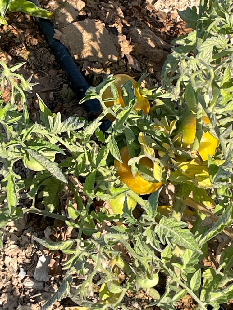 Organic Tomatoes  - 5