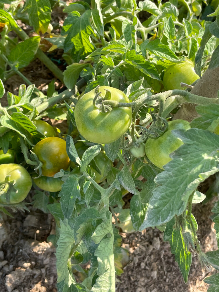 Organic Tomatoes  - 3