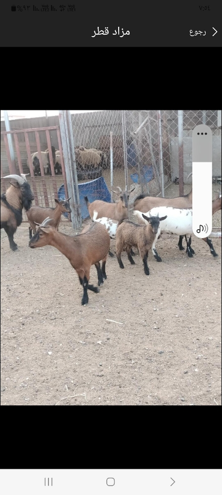 مطلوب معز قزم
العدد مفتوح وسعر - 2