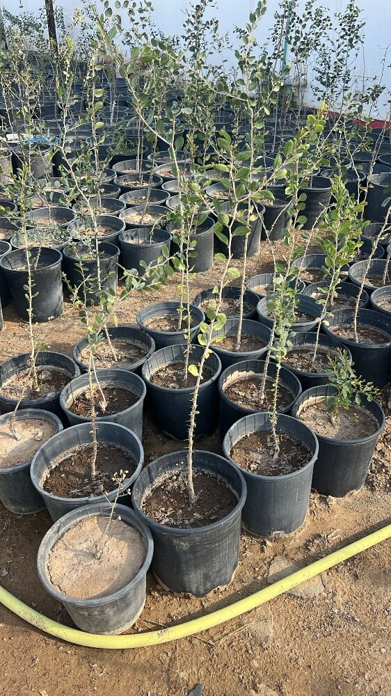 اشجار بريه ومثمره وشتلات اشجار - 10