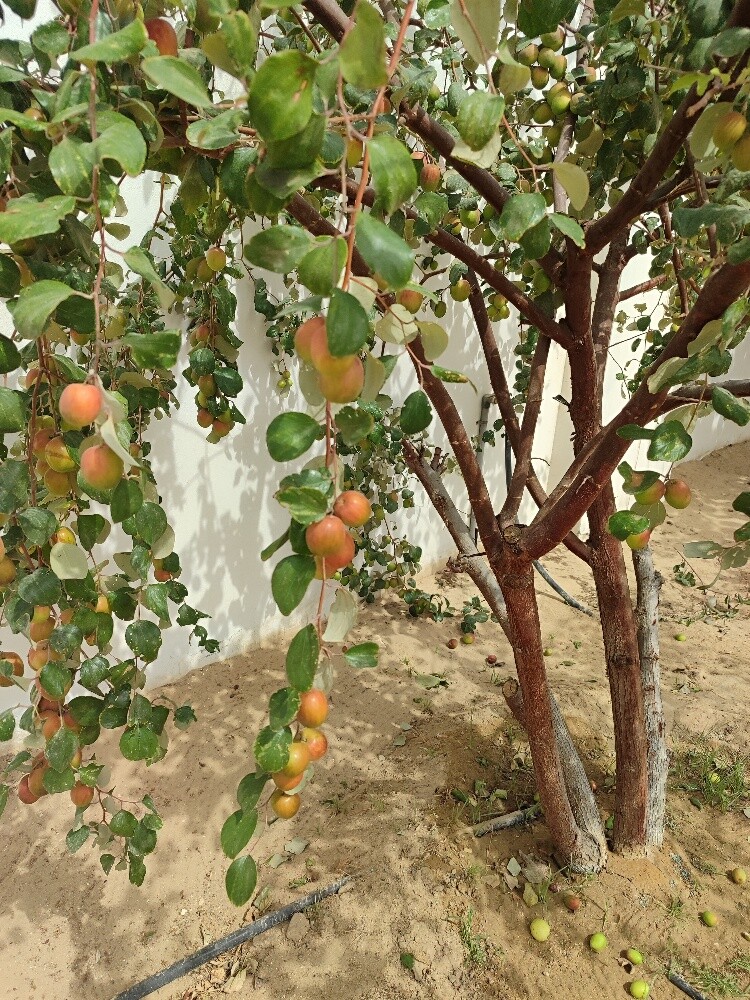 الاندسكيب - 5