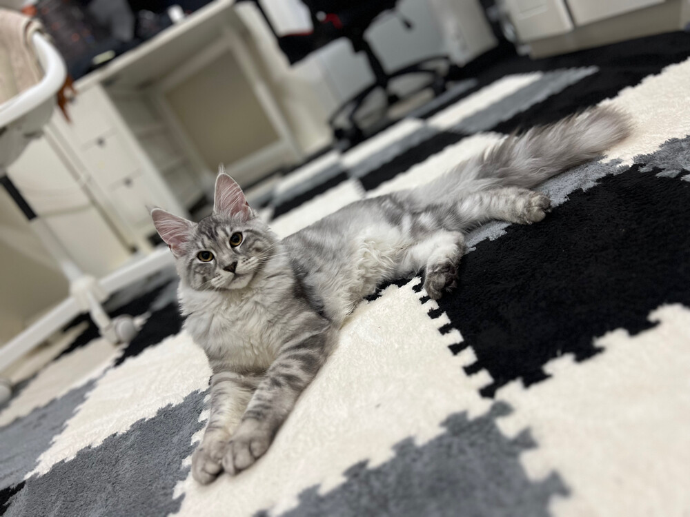 Maine coon - 2