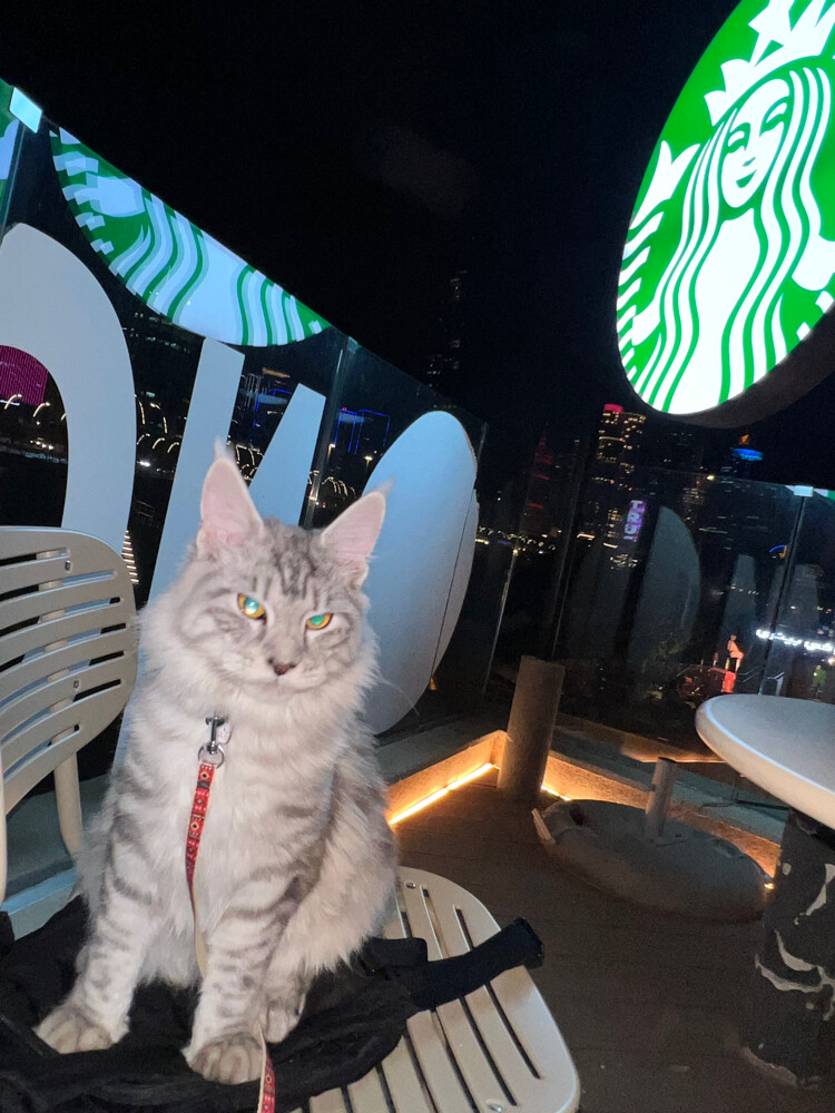Maine coon - 1