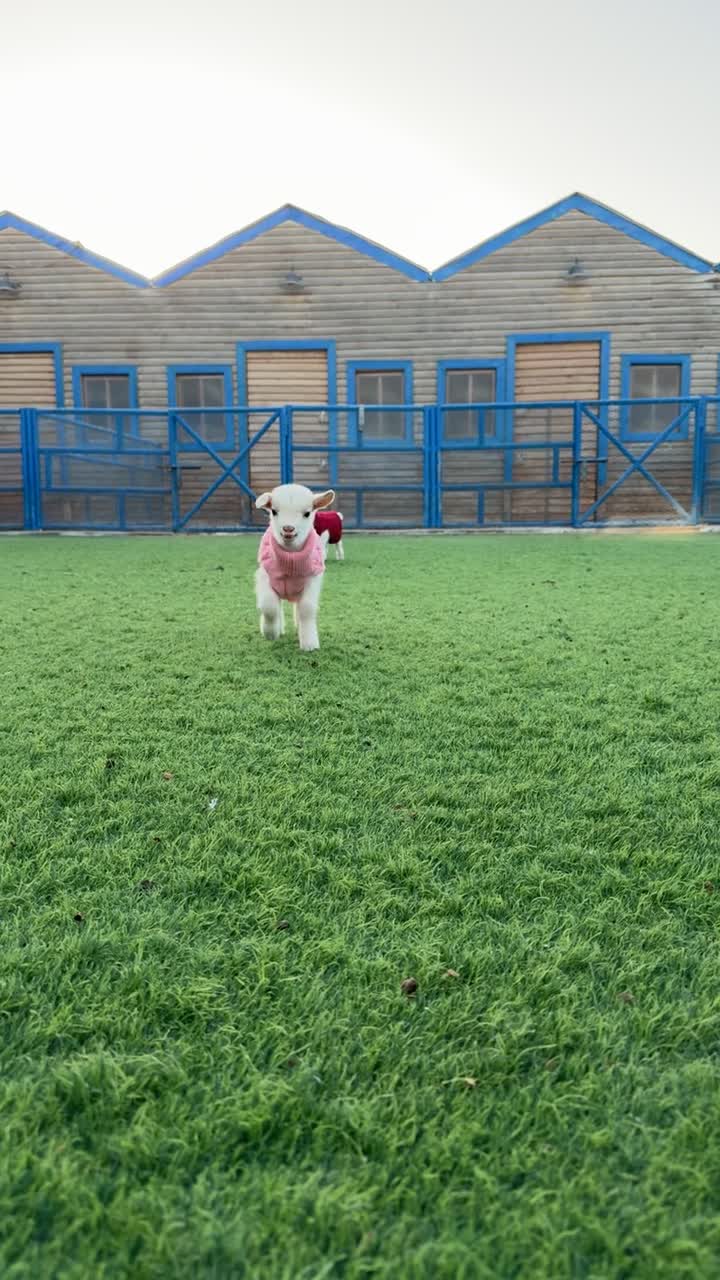 ماعز قزم - 4