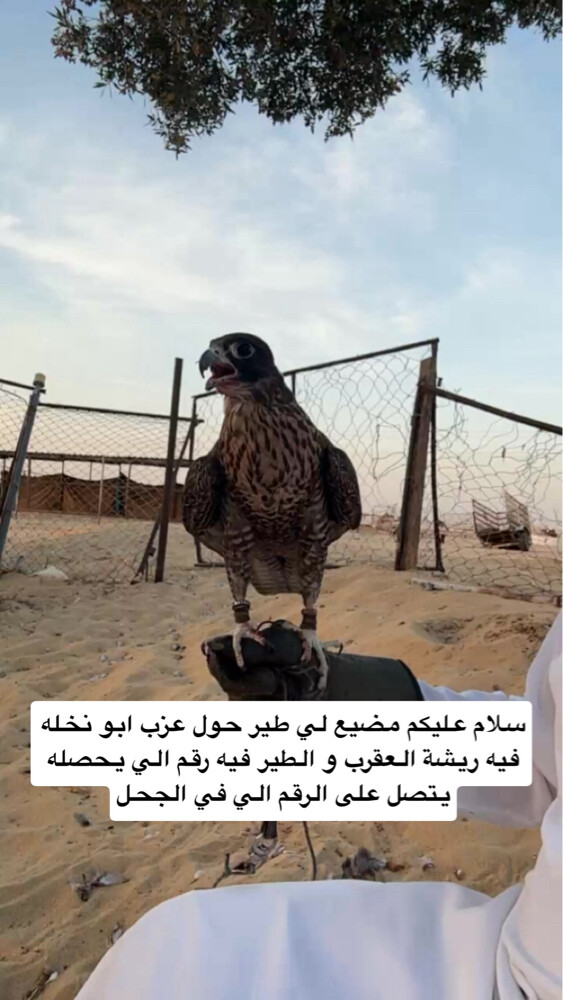تبع جير   - 1