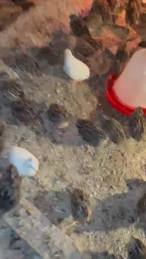 فري للبيع - 1