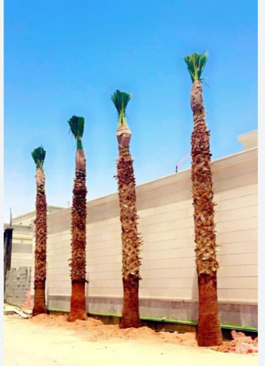 توريدوزراعه النخيل المنتج والزينه - 16