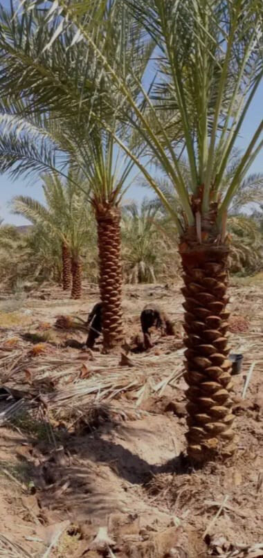 توريدوزراعه النخيل المنتج والزينه - 14