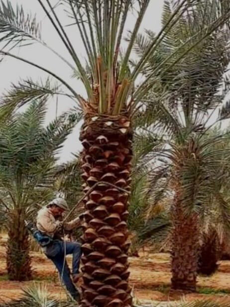 توريدوزراعه النخيل المثمر والزينه - 16