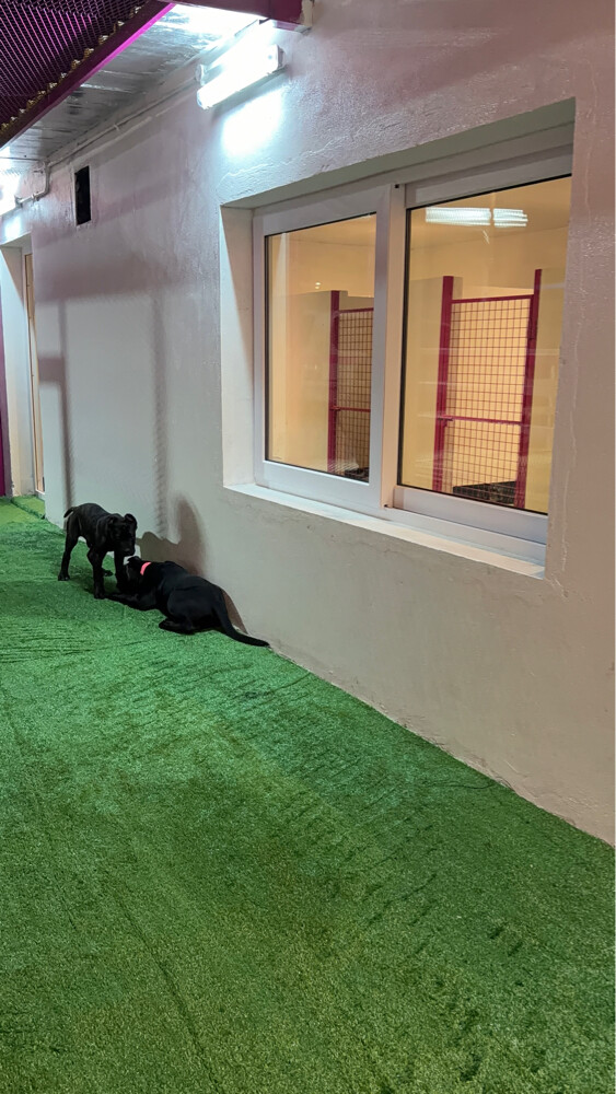 Dog boarding services - 8