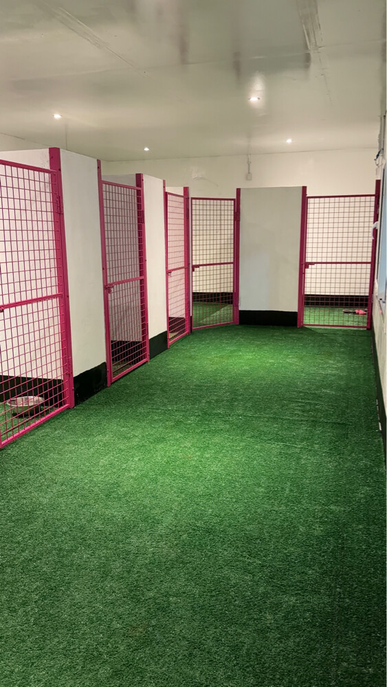 Dog boarding services - 6