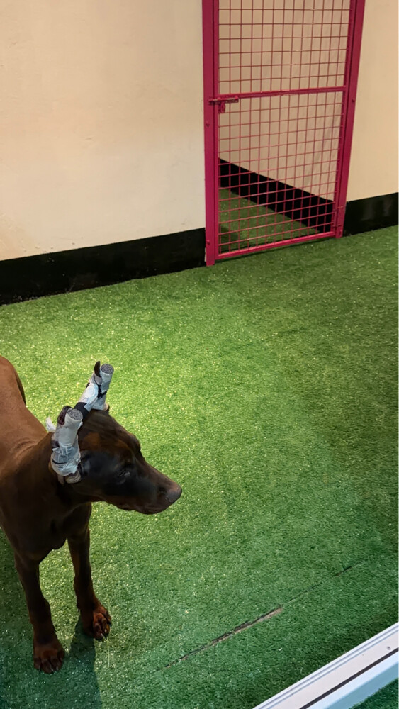 Dog boarding services - 5