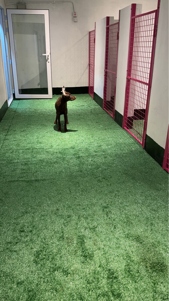 Dog boarding services - 10