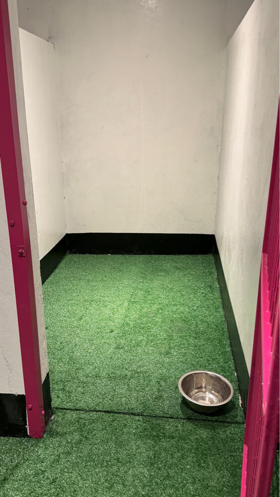 Dog boarding services - 7