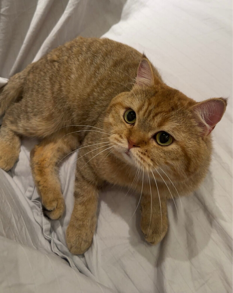 A cat Scottish fold / - 4