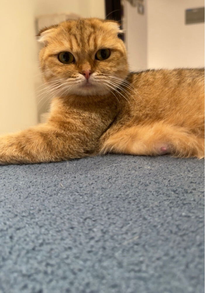 A cat Scottish fold / - 6