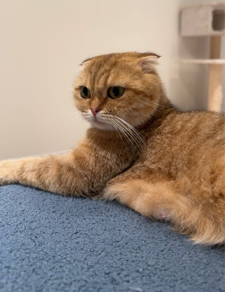 A cat Scottish fold / - 5