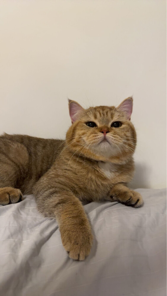 A cat Scottish fold / - 2