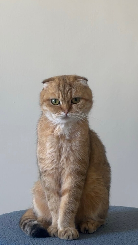 A cat Scottish fold / - 3