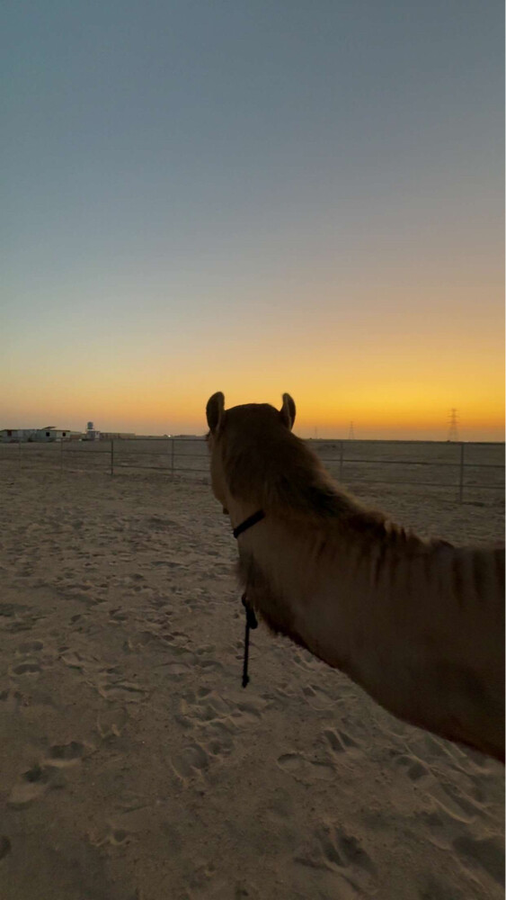 مطلوب  - 1