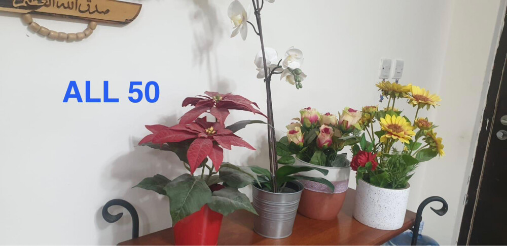 pots with plants  - 2