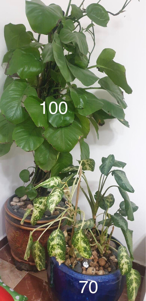 pots with plants  - 3