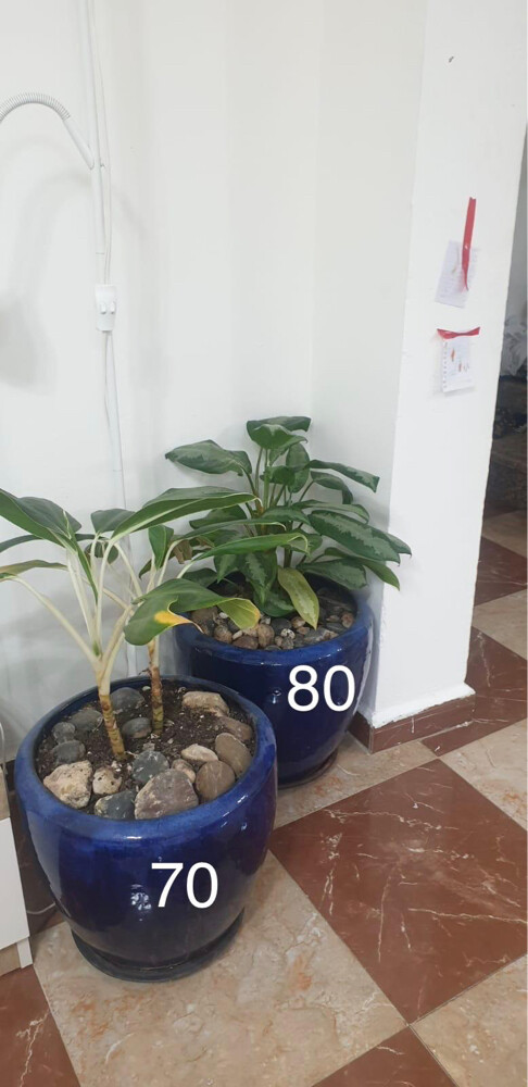 pots with plants  - 1