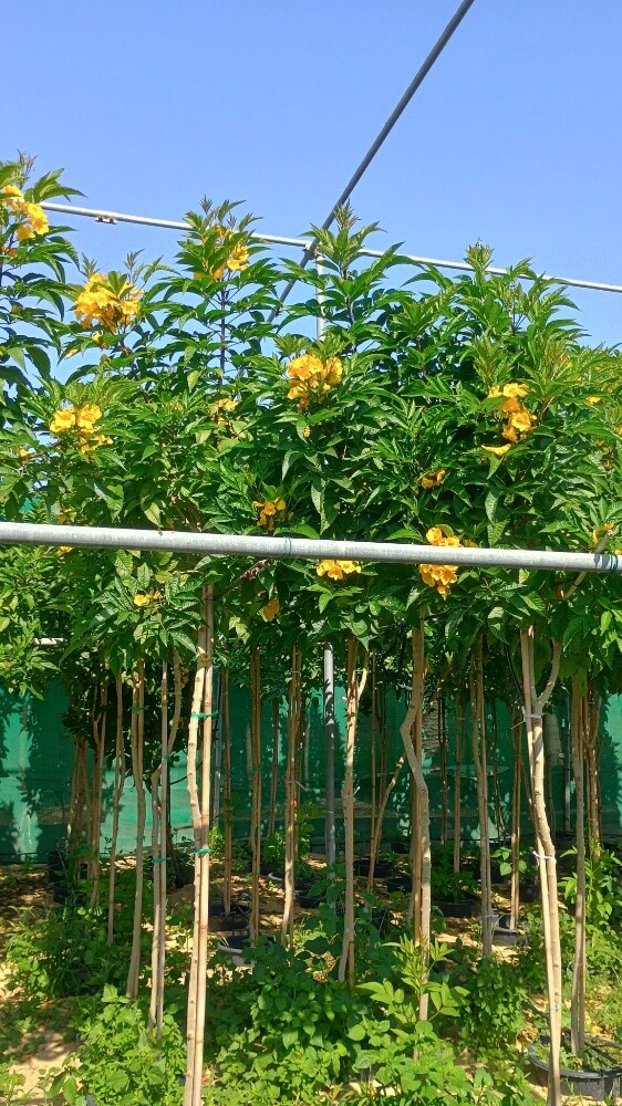 متخصصون في زراعة وتنسيق الحدائق ب - 1