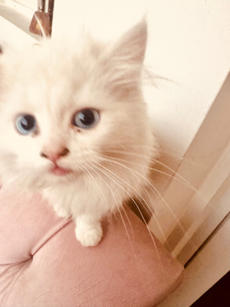 white cat 2 months old - 2