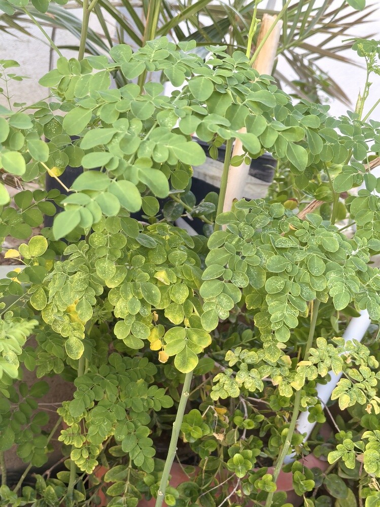 اديكور  - 1