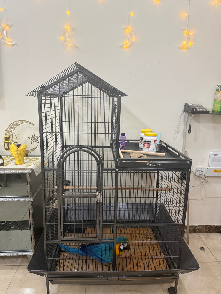 baby macaw with big cage  - 2