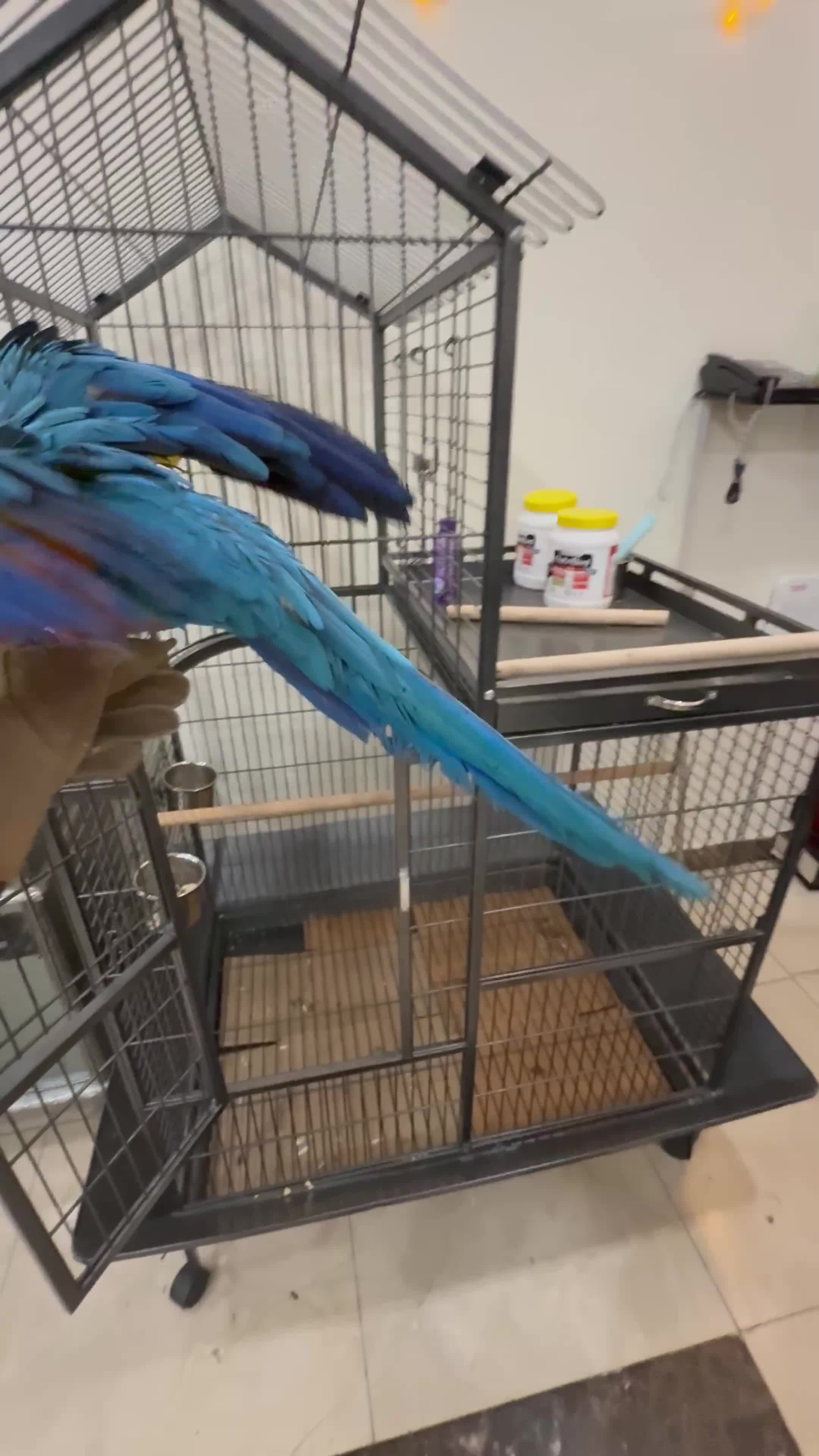 baby macaw with big cage  - 5