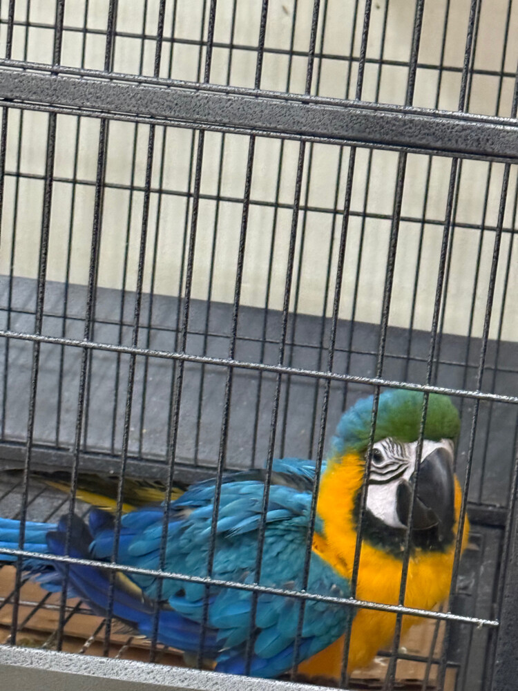 baby macaw with big cage  - 3