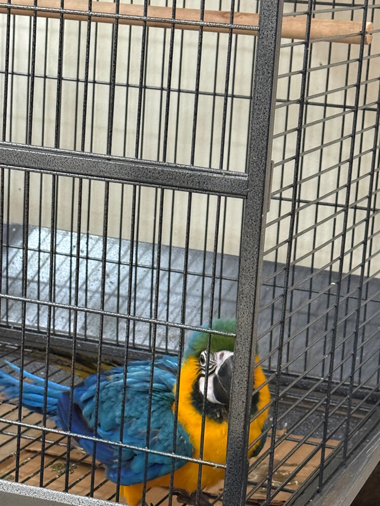 baby macaw with big cage  - 4