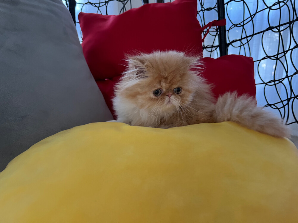 Cute Persian kitten - 15