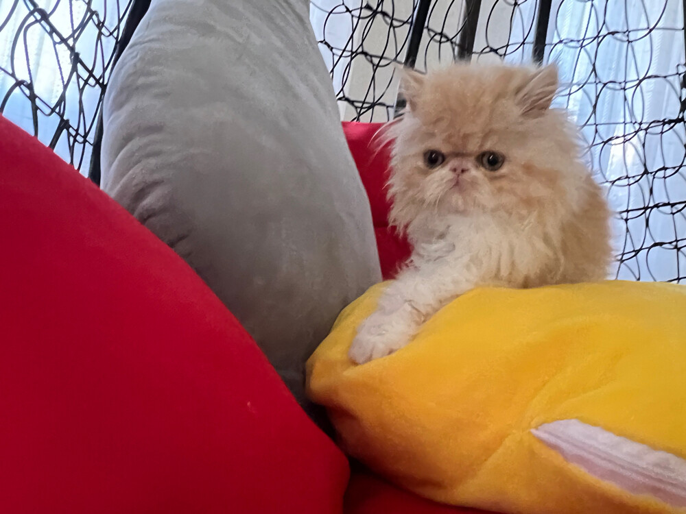 Cute Persian kitten - 14
