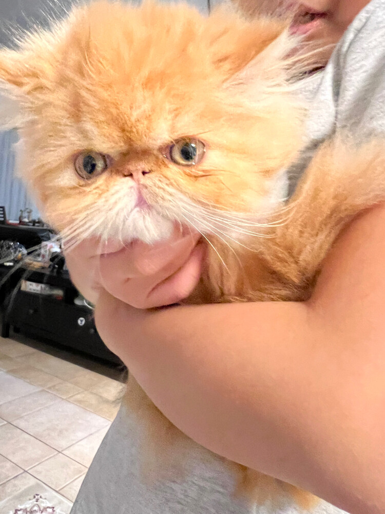 Cute Persian kitten - 10