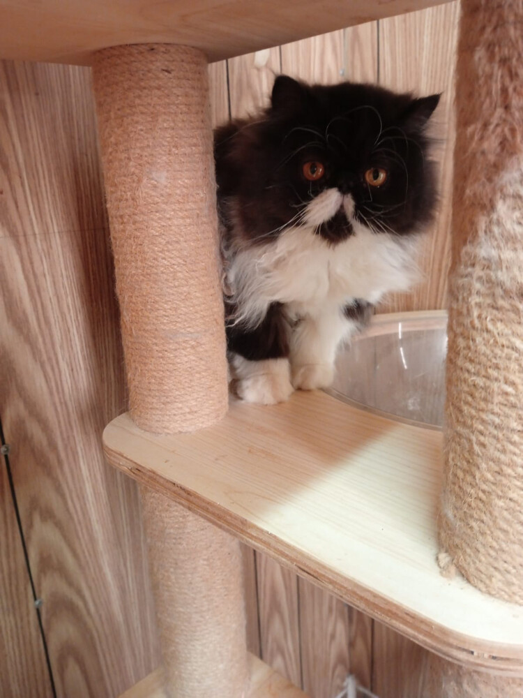 Cute Persian kitten - 8