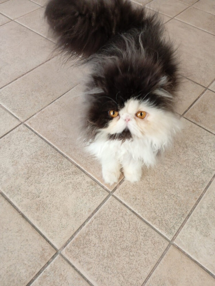 Cute Persian kitten - 6