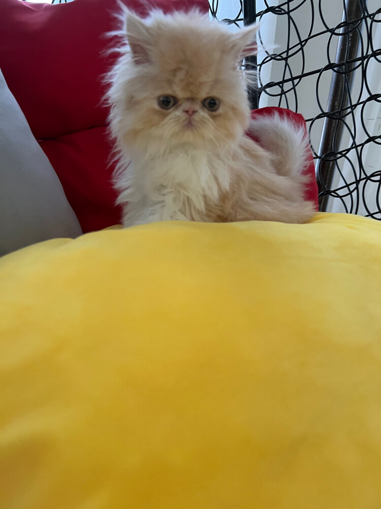 Cute Persian kitten - 2
