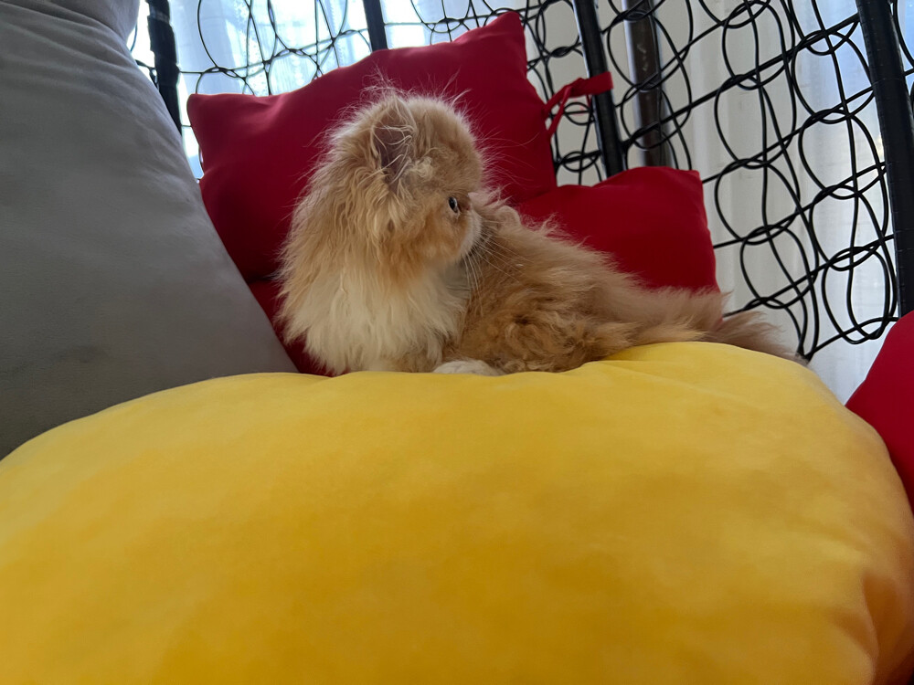 Cute Persian kitten - 12