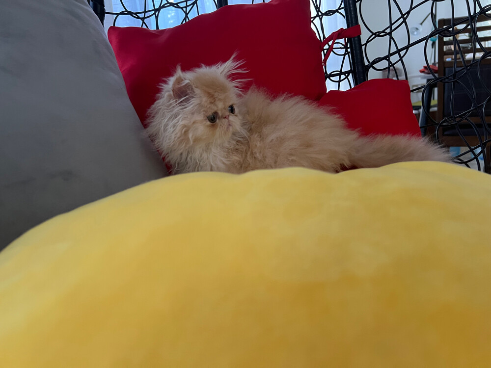 Cute Persian kitten - 4