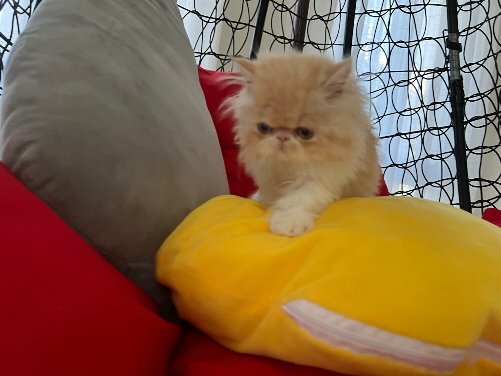 Cute Persian kitten - 3