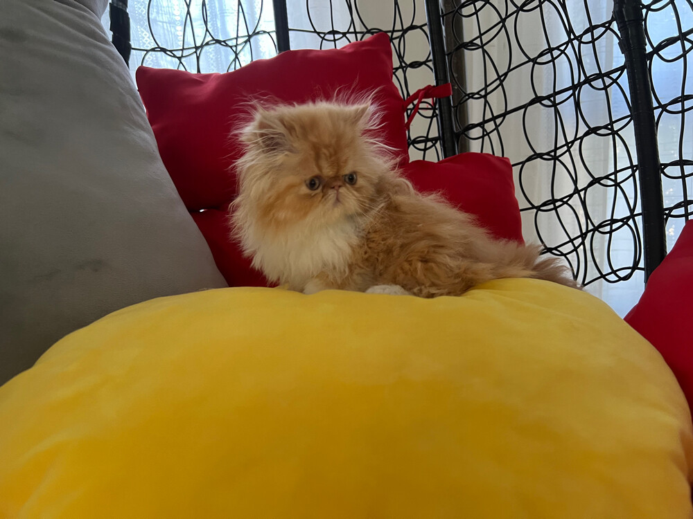 Cute Persian kitten - 11