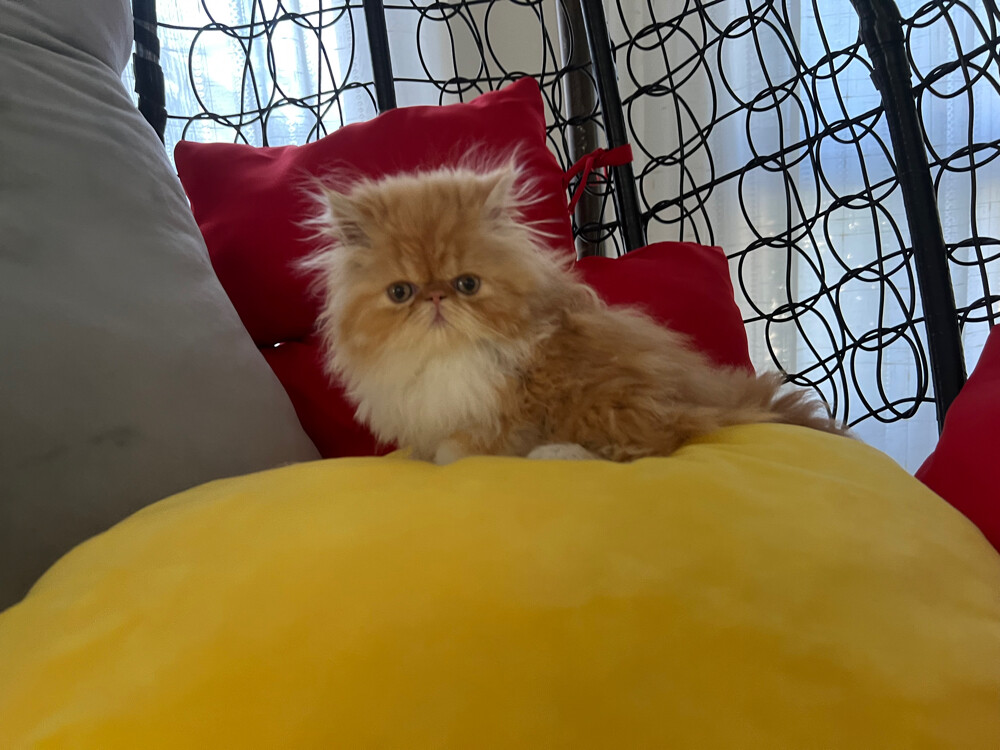 Cute Persian kitten - 16