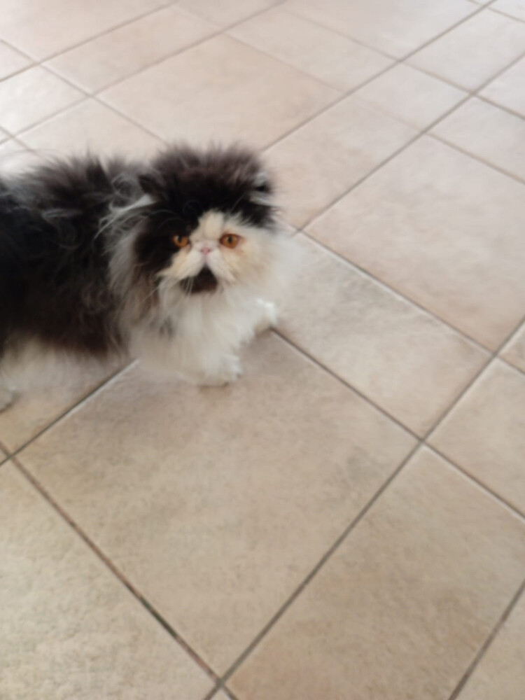 Cute Persian kitten - 7