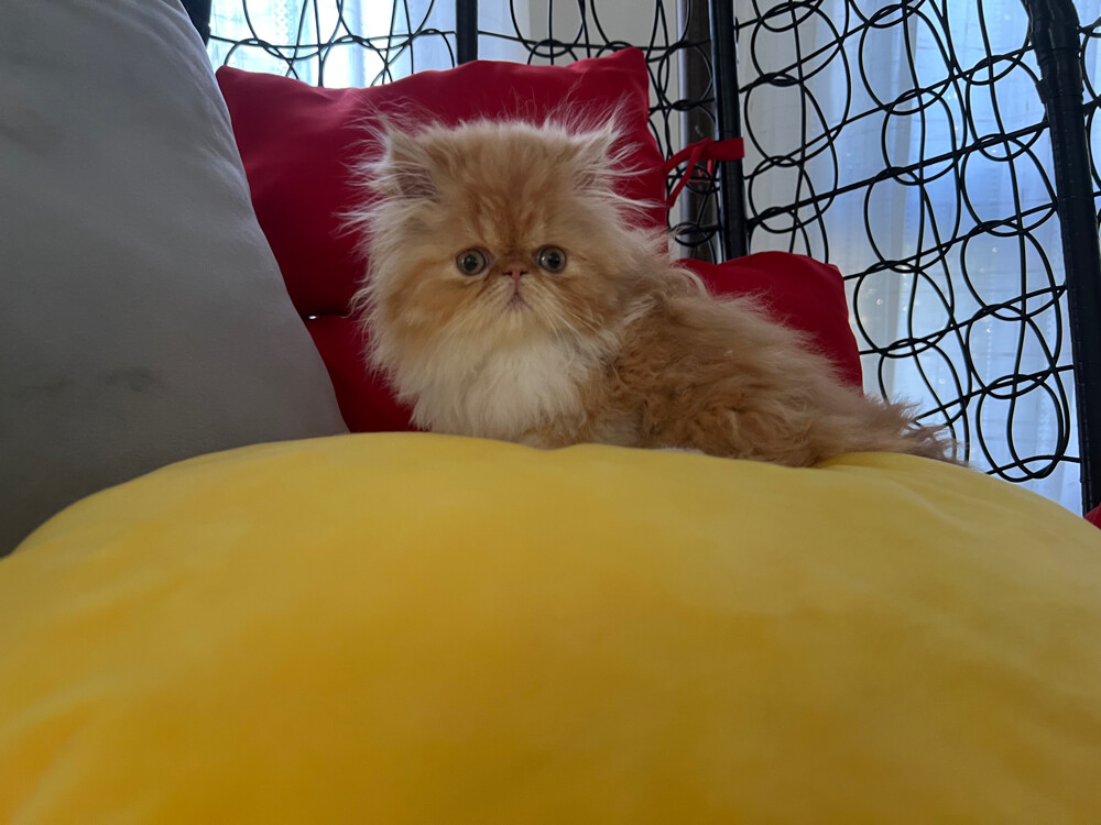 Cute Persian kitten - 5