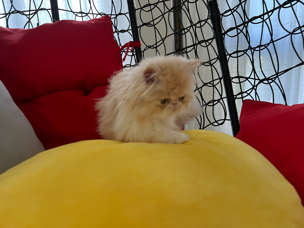 Cute Persian kitten - 13